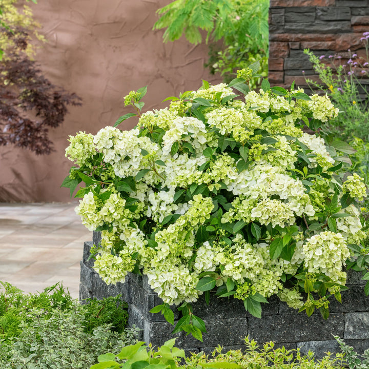 Cascade Hydrangea | Fairytrail® Green | Proven Winners® Shrubs