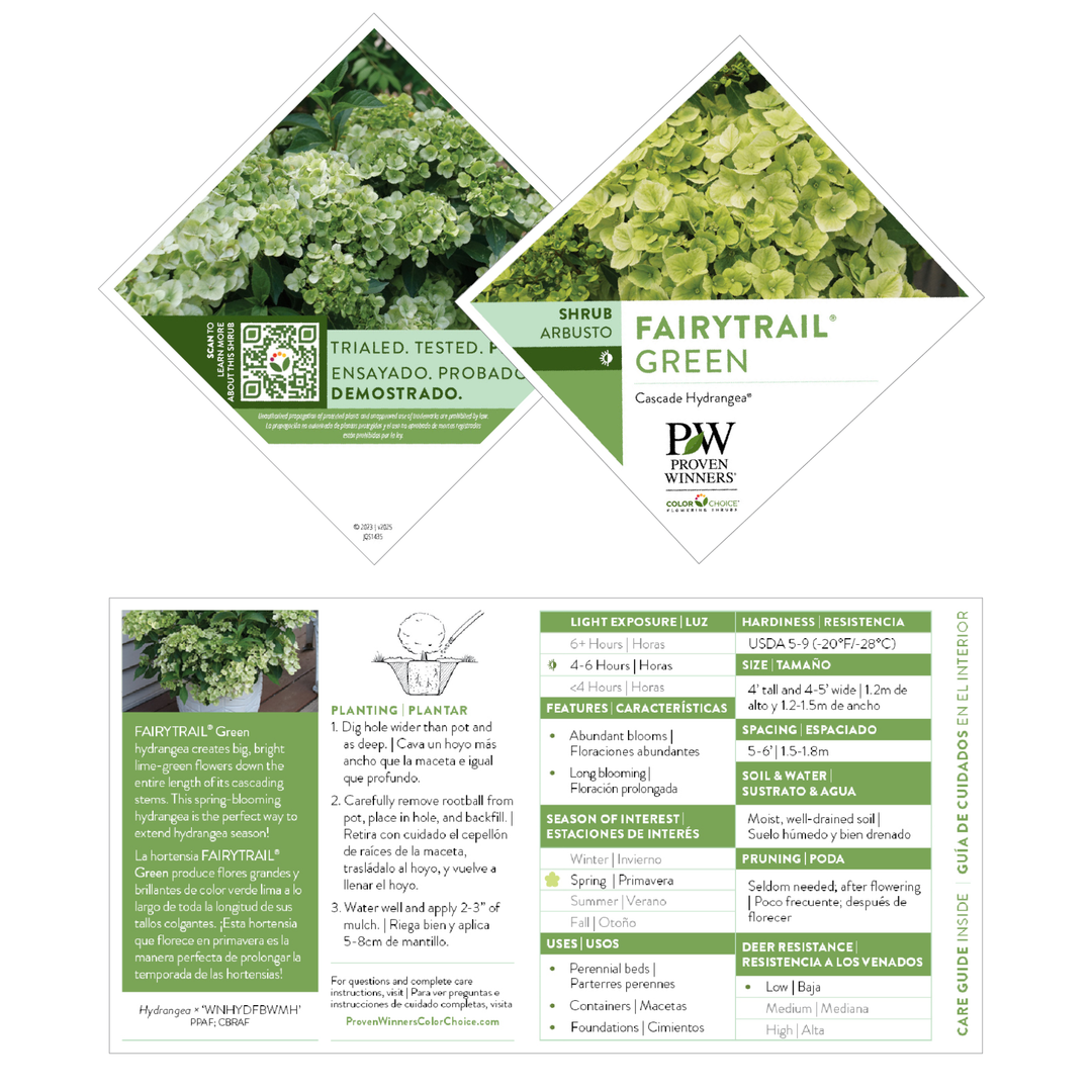 Cascade Hydrangea | Fairytrail® Green | Proven Winners® Shrubs