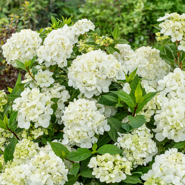 Cascade Hydrangea | Fairytrail® White | Proven Winners® Shrubs