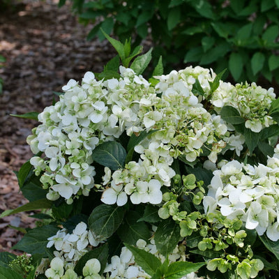 Fairytrail White Fairytrail White Cascade Hydrangea up close.