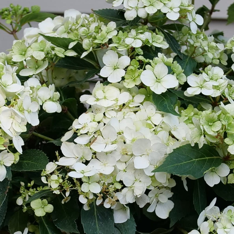 Fairytrail White Cascade Hydrangea up close.