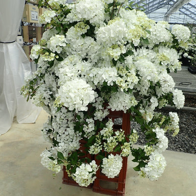 Fairytrail White Cascade Hydrangea in focus.