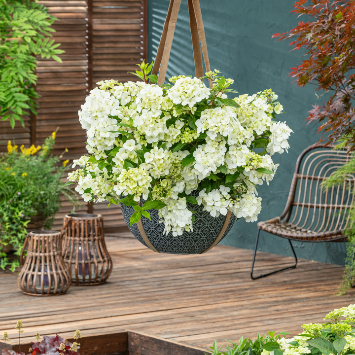 Cascade Hydrangea | Fairytrail® White | Proven Winners® Shrubs