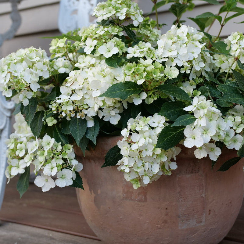 Fairytrail White Cascade Hydrangea in use.