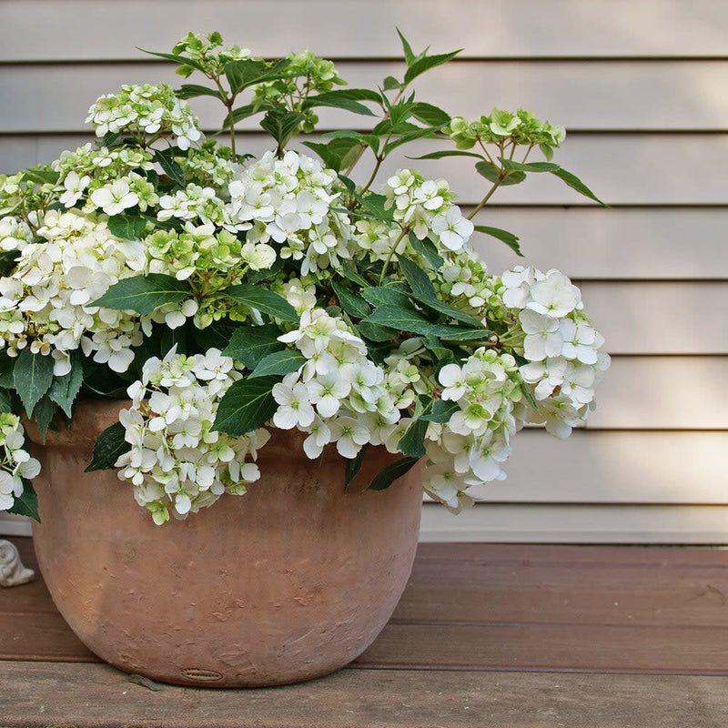 Fairytrail White Fairytrail White Cascade Hydrangea in use.