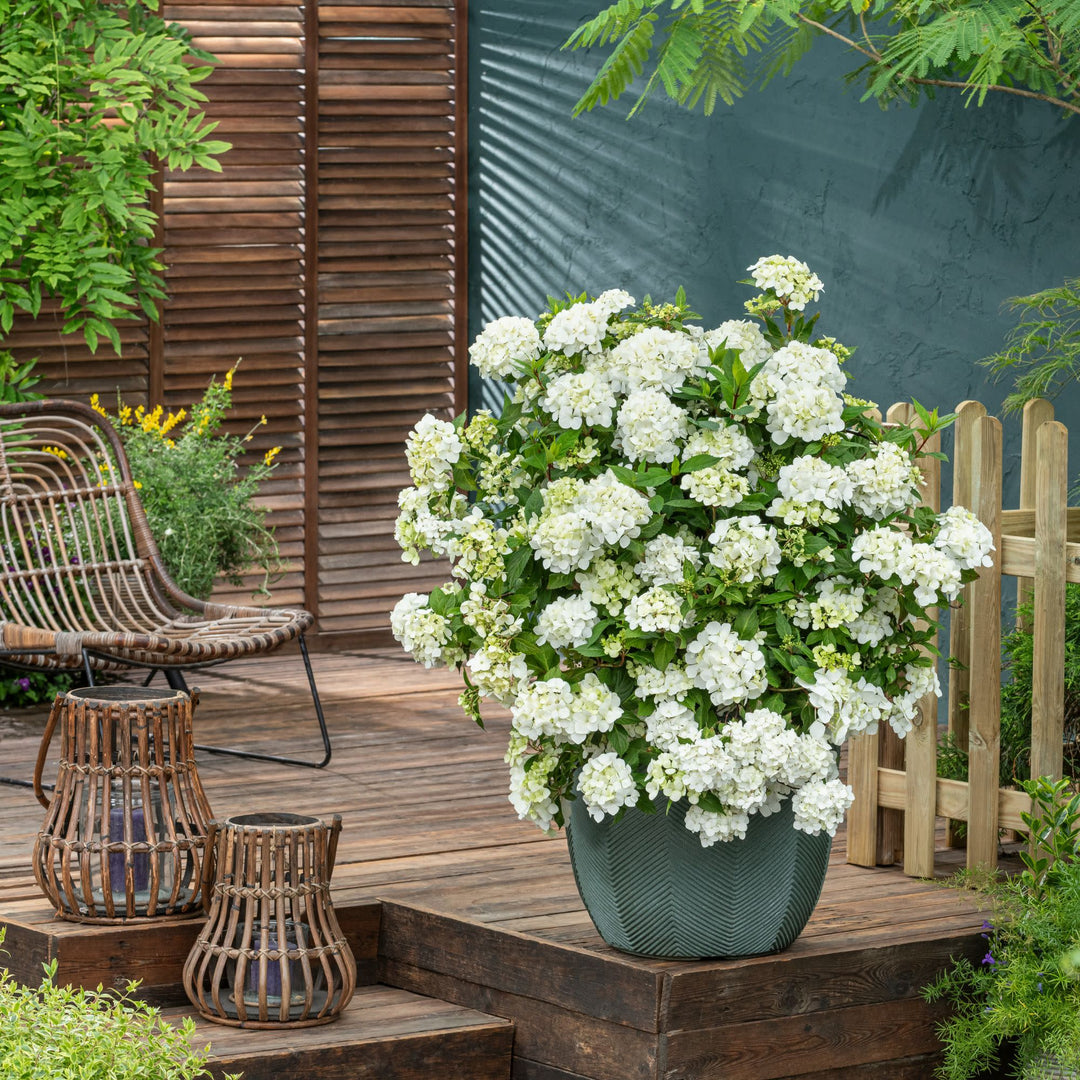 white hydrangea plant in pots Proven Winners ColorChoice 6 inch Fairytrail White Cascade Hydrangea Live Plant in 7.5 inch Pot, Size: 1.00 GAL
