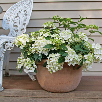 Fairytrail White Cascade Hydrangea in use.