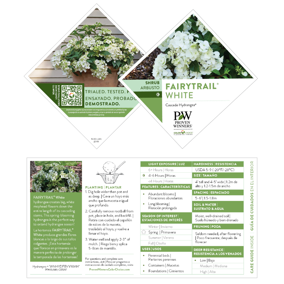 Cascade Hydrangea | Fairytrail® White | Proven Winners® Shrubs