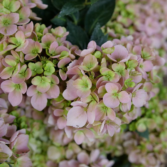 Fairytrail Fresco® Cascade Hydrangea (hybrid) | Proven Winners® New Variety 2026