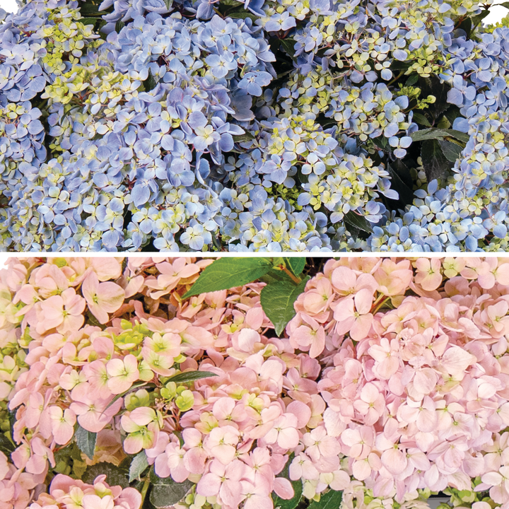 Cascade Hydrangea | Fairytrail Fresco® | Proven Winners® Shrubs