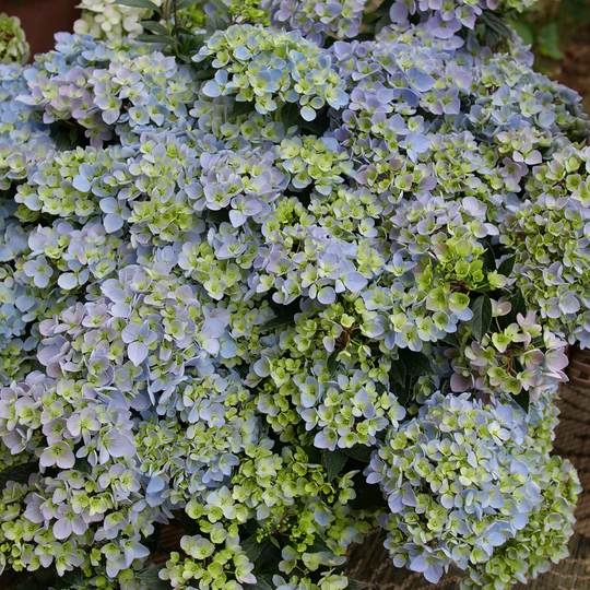 Fairytrail Fresco® Cascade Hydrangea (hybrid) | Proven Winners® New Variety 2026