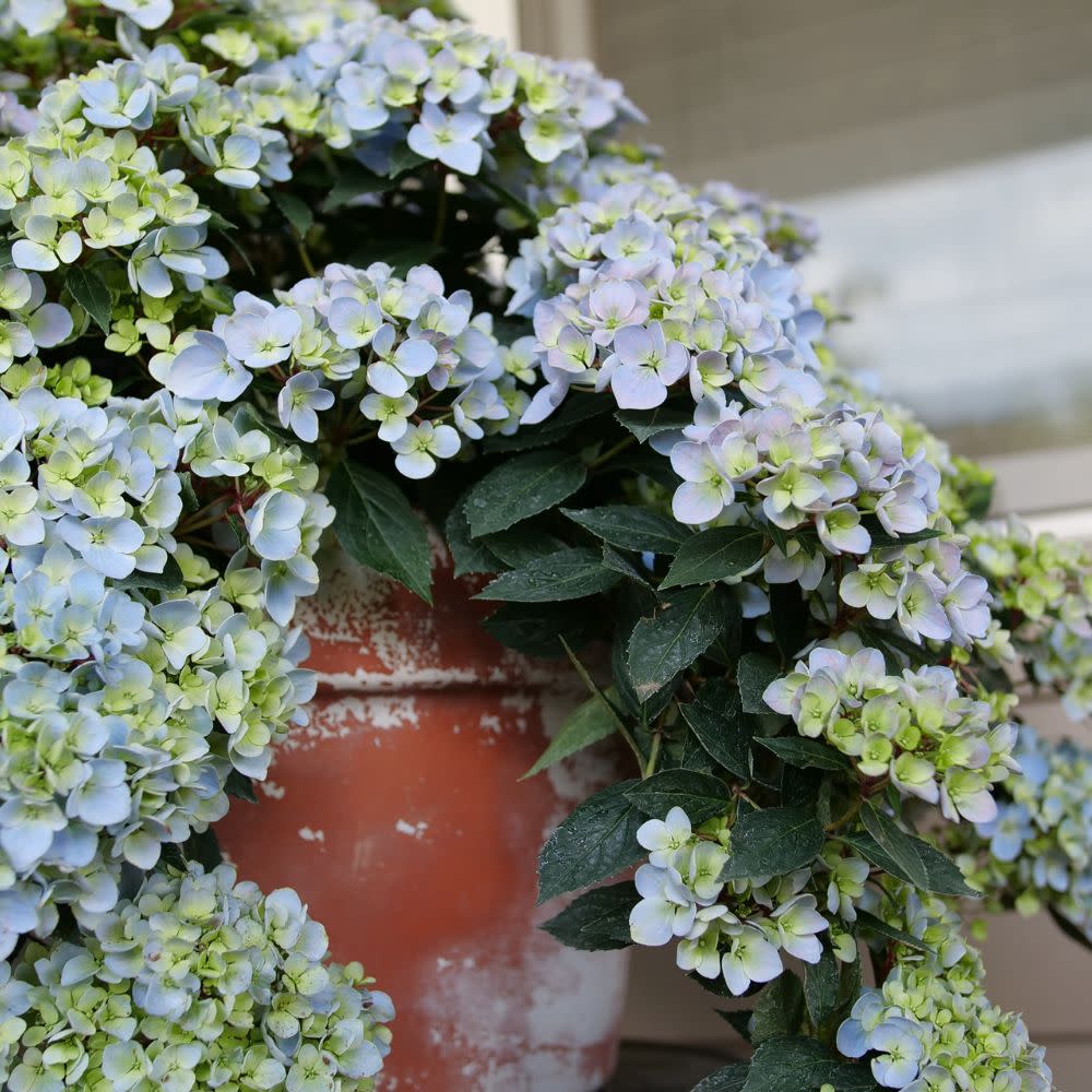 フラワー・ガーデニング K Cascade Hydrangea | Fairytrail Fresco® | Proven Winners® Shrubs