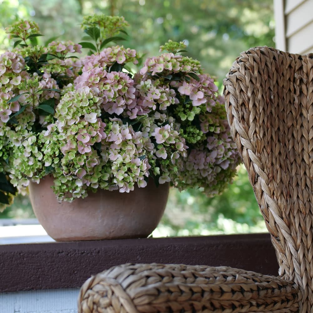 Cascade Hydrangea | Fairytrail Fresco® | Proven Winners® Shrubs