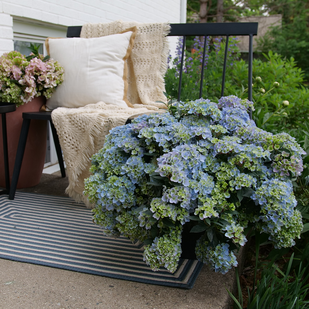 Hydrangea4936　1001 ZINFIN DOLL® Panicle Hydrangea - Proven Winners ColorChoice