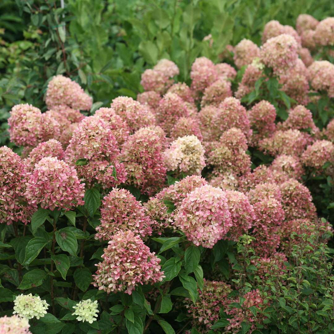 Panicle Hydrangea | Little Lime® | Proven Winners® Shrubs – Proven