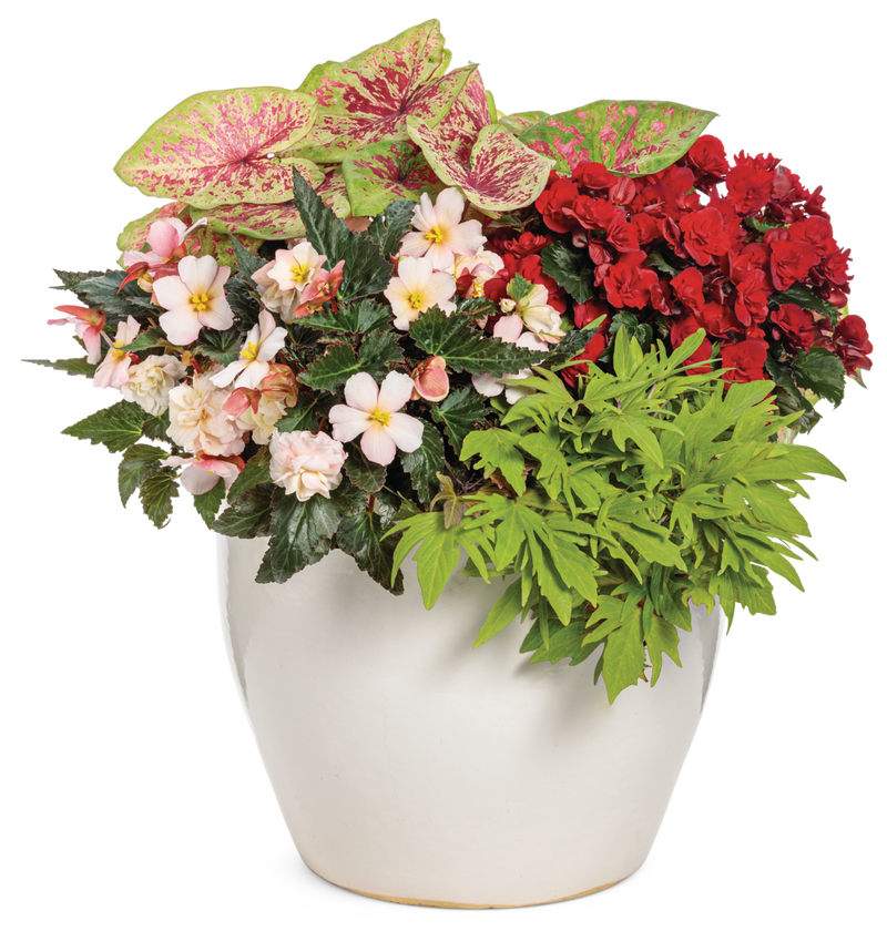 Double Delight® Appleblossom (Begonia) - New Proven Winners® Variety 2024