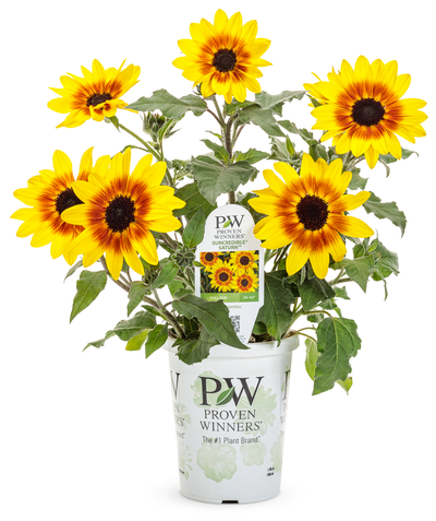 Limited Edition Suncredible® Saturn™ Sunflower (Helianthus) 1 Gallon