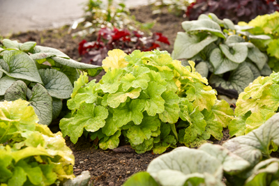 Primo® 'Pistachio Ambrosia' Coral Bells (Heuchera hybrid)