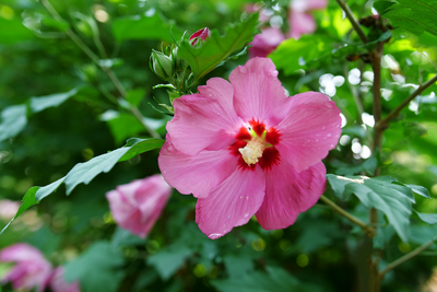 Paraplu Rouge™ Rose of Sharon (Hibiscus)