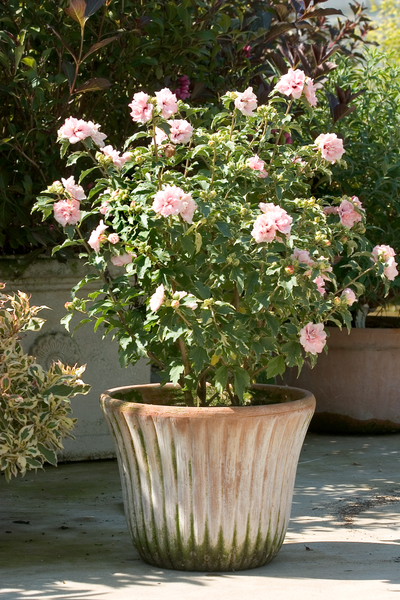 Sugar Tip® Rose of Sharon (Hibiscus)