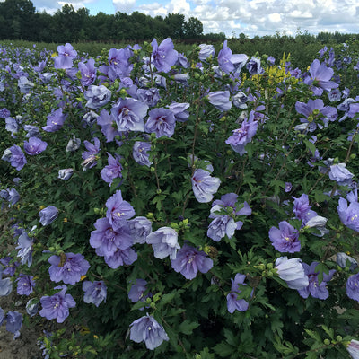 Blue Chiffon® Rose of Sharon (Hibiscus)