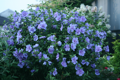 Blue Chiffon® Rose of Sharon (Hibiscus)
