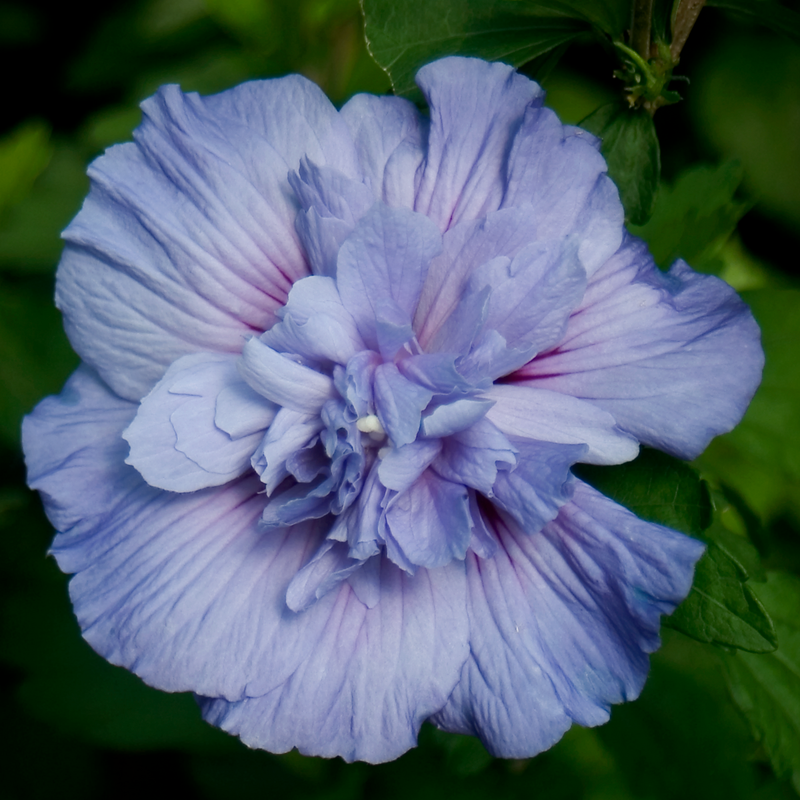 Blue Chiffon® Rose of Sharon (Hibiscus)
