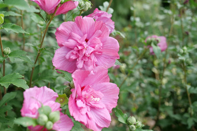 Magenta Chiffon® Rose of Sharon (Hibiscus)