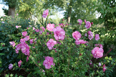 Magenta Chiffon® Rose of Sharon (Hibiscus)