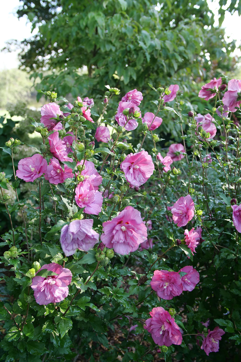 Magenta Chiffon® Rose of Sharon (Hibiscus)