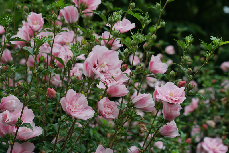 Pink Chiffon® Rose of Sharon (Hibiscus)