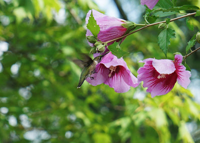 Purple Pillar® Rose of Sharon (Hibiscus)