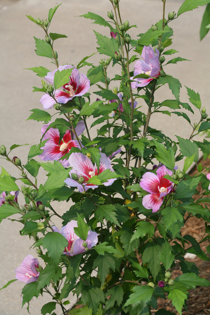 Purple Pillar® Rose of Sharon (Hibiscus)