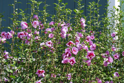 Purple Pillar® Rose of Sharon (Hibiscus)