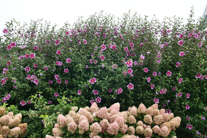 Purple Pillar® Rose of Sharon (Hibiscus)