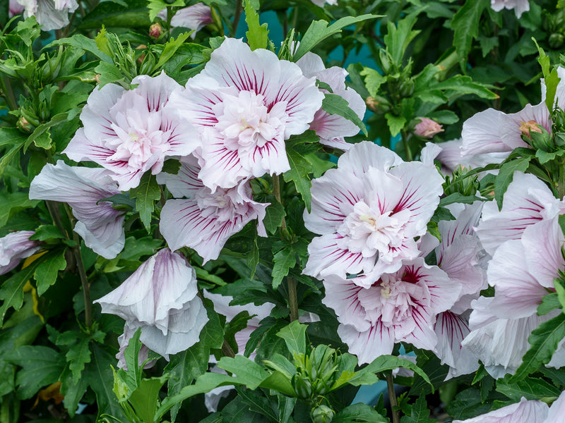 Starblast Chiffon™ Rose Of Sharon (Hibiscus)- New Proven Winners® Variety 2024