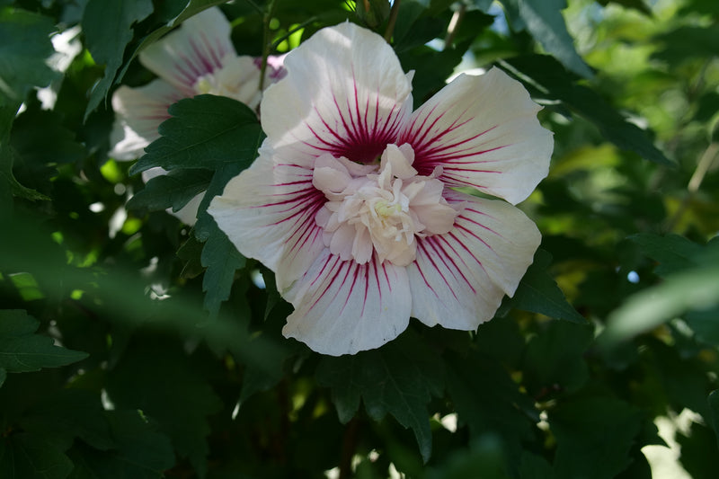 Starblast Chiffon™ Rose Of Sharon (Hibiscus)- New Proven Winners® Variety 2024