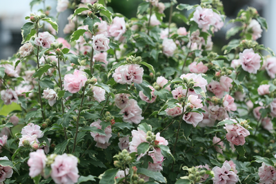 Sugar Tip® Rose of Sharon (Hibiscus)