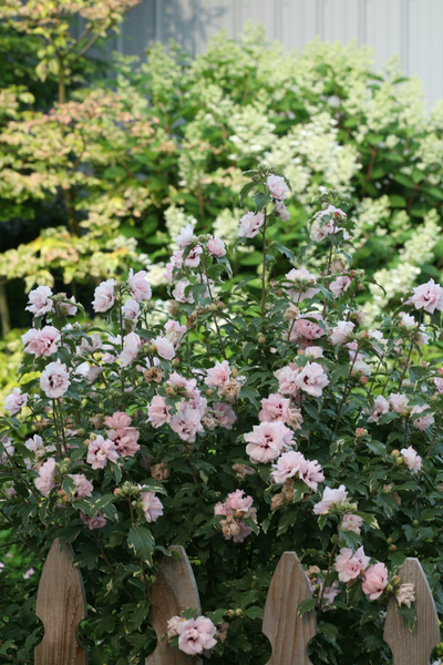 Sugar Tip® Rose of Sharon (Hibiscus)