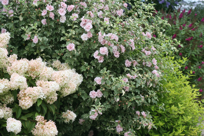 Sugar Tip® Rose of Sharon (Hibiscus)