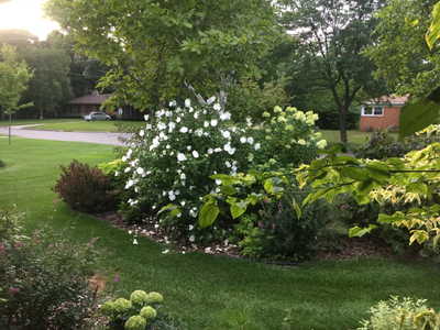 White Chiffon® Rose of Sharon (Hibiscus)