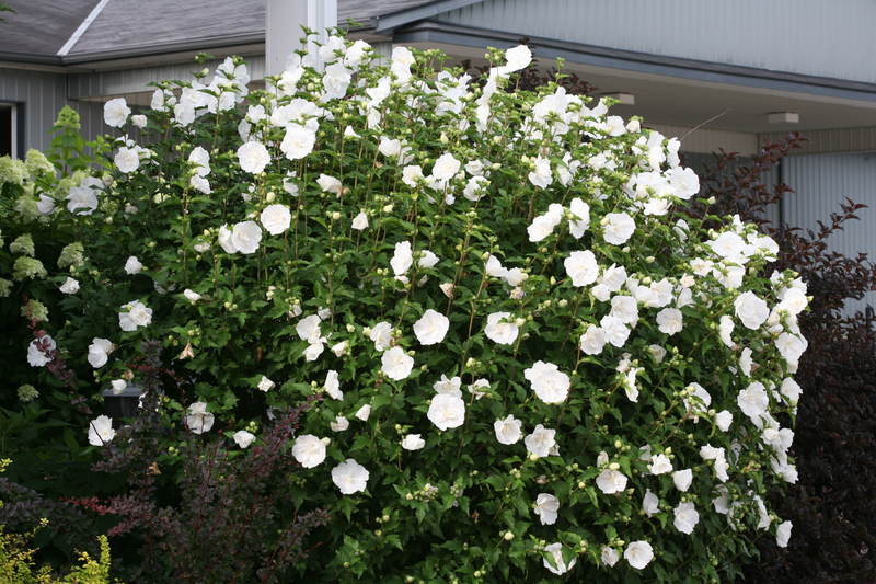 White Chiffon® Rose of Sharon (Hibiscus)