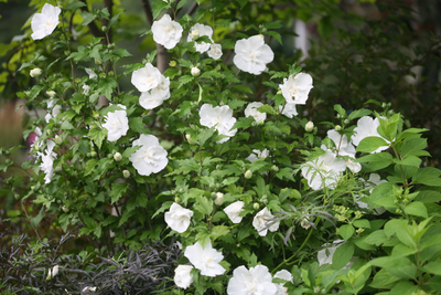 White Chiffon® Rose of Sharon (Hibiscus)