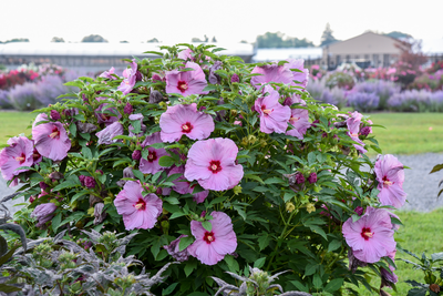 Summerific® 'Lilac Crush' Rose Mallow (Hibiscus hybrid) - New to Proven Winners Direct™