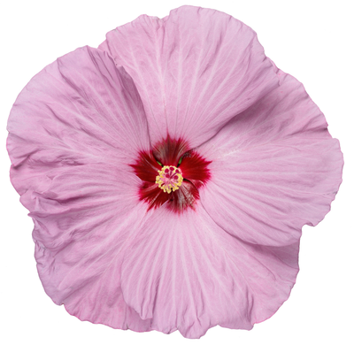 Summerific® 'Lilac Crush' Rose Mallow (Hibiscus hybrid) - New to Proven Winners Direct™