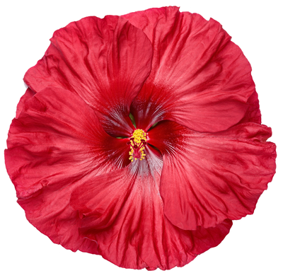 Summerific® 'Valentine's Crush' Rose Mallow (Hibiscus hybrid) - New to Proven Winners Direct™