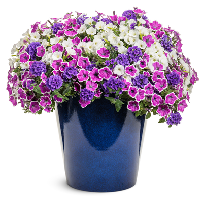 Superbena® Cobalt™ (Verbena hybrid)