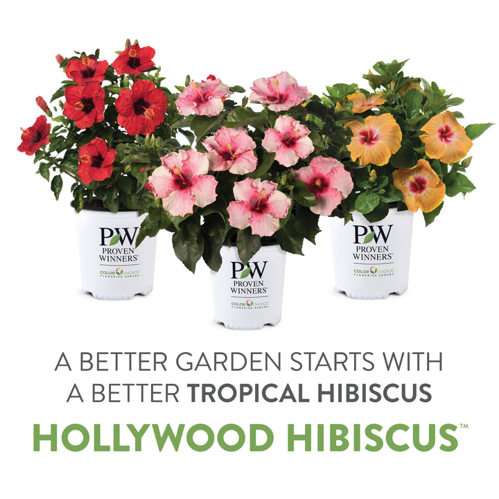 Hollywood Hibiscus® Golden Globe™ Tropical Hibiscus (Hibiscus rosa-sinensis)