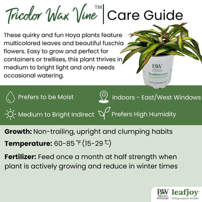 leafjoy littles™ Tricolor Wax Vine (Hoya) - New Proven Winners® Product 2024