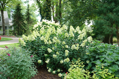Limelight Prime®  Panicle Hydrangea (Paniculata)
